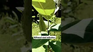 FREE wind indicators | Bow hunting hack | milkweed pods |