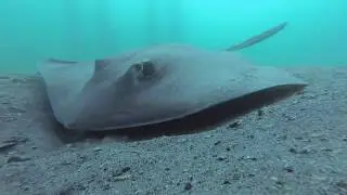 Blue Heron Bridge - 20 mins HD - Florida Scuba Diving - Underwater Video