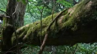Cutting a giant red spruce, part 2