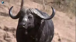 Africa Lion Documentary In Urdu ! #video #viralvideo #animals #wildlife #nationgeography #jungle