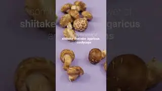 4Life Transfer Factor Plus - Superior Patented Immune System Support with Super Mushrooms