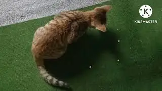 cat creativity 🥰🐱🐈