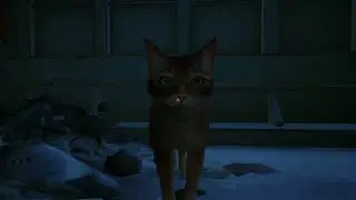 Stray 1