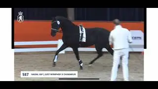 Nadal SSF - Lunging Presentation for KWPN Second Ring Selection