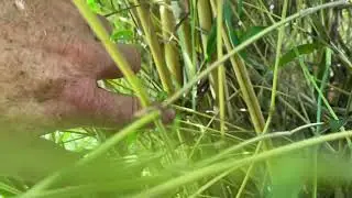 How to control Bamboo from spreading