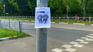ЧАПИТОСИКОВ ИЩУТ ВСЕ!