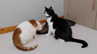 Cats Sharing Food | 4K