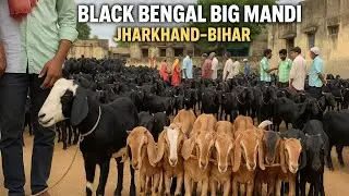 Black Bangal Biggest￼ Mandi | Jharkhand Bihar 2025 | Garhwa Mela￼ 