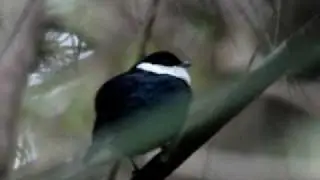 White bibbed Manakin - Corapipo leucorrhoa. By. Luis Eduardo Urue&ntilde;a