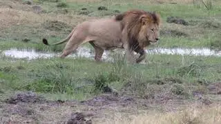 Botswana's biggest lion
