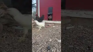 Morning Chicken Parade: Coop Chaos & Chirpy Cuties  Homestead Life in Colorado #backyardchickens