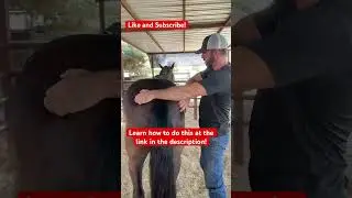 Check your #horse for #pain or discomfort in his SI Joints.