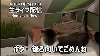 ノンちゃんの今の様子 Non-chan update | short & quiet live 🐾