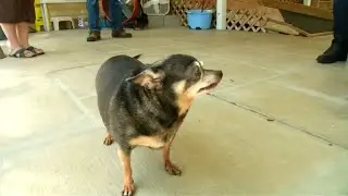 Ticken dicke Hunde &auml;hnlich wie &uuml;bergewichtige Menschen?