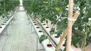 Tomato NFT Farm made by mekong farm in Siem riep city