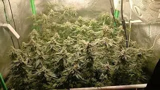 White Widow Green House Seeds ;)
