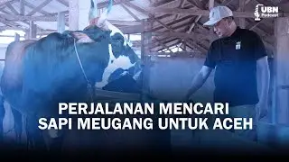 Turun Tangan Langsung! Aksi Nyata Sapi Meugang untuk Aceh - | UBN Podcast