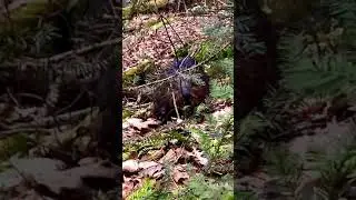 BEAVER ATTACKS MAN!!!