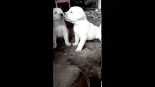 cachorros ladrando
