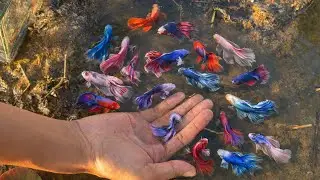 Secret Betta Place &mdash; We catch Wild Betta Fish Adventure in Nature Place 