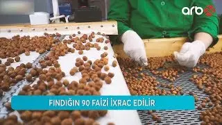 Azərbaycanda fındıq istehsalı - ARB 24 (Aqro biznes) - 25.04.2019
