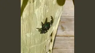 Bug
