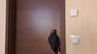 Попугай ругается матом