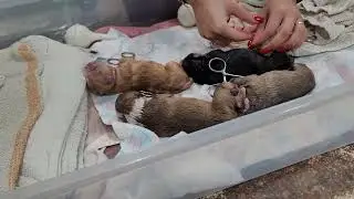 Живое разведение микроэкзотических бульдогов и доставка щенков