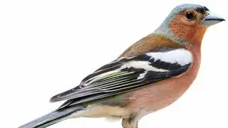 صوت صلونج  chaffinch song