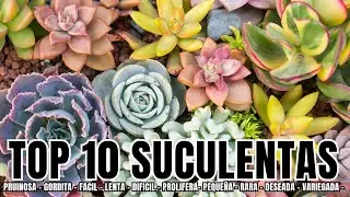 SUCULENTAS TOP 10 LAS M&Aacute;S...
