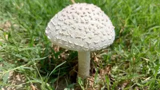 Wild Mushroom Hunting in the Forest | Hidden Nature&rsquo;s Treasure 🍄