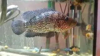 Новый питомец - манагуанская цихлазома. New pet - parachromis managuensis. (28.02.2015)
