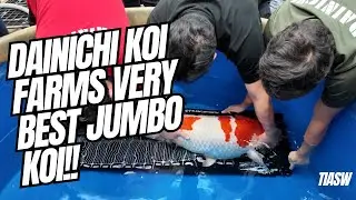 Ферма по разведению карпов кои Dainichi, лучшие рыбы на их ферме, гигантские карпы кои #dainichik...