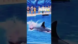 Jessica Radcliffe Orca accident #dolphin #dolphinshow #jessicaradcliffe #orca