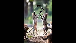 The Cat's sweet caught&hellip; Will the Mouse Survive #cutepets #funnyanimals #kitten 8