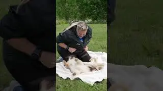 What To Do When A Puppy Bites You