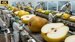 Inside a Pear Juice Factory: Step-by-Step Processing Explained