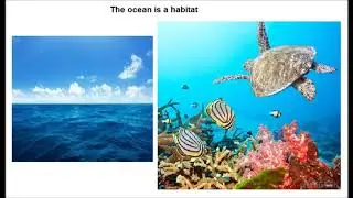 Habitats -  Water Habitats