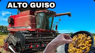 COSECHANDO y COMIENDO en LA CASE, con ALGUNAS ROTURAS..