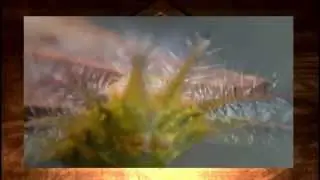 [S&acirc;u n&aacute;i] Parasa lepida ~ th&aacute;nh vật của ngũ độc gi&aacute;o