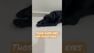 Puppy eyes | Loki the Black Lab