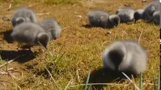 YK Delta Chicks