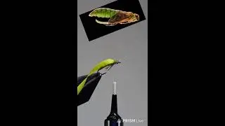 Live streaming of Fly Tying Zone, Dave Hise