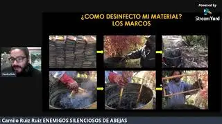 Enfermedades de las abejas:  sintomas y tratamientos