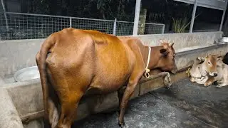 Cow Shiva: LIVE Q&A on Desi Cow Farming! Hen duck live