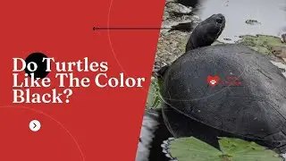 Do Turtles Like The Color Black?