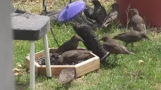 European Starling Invasion