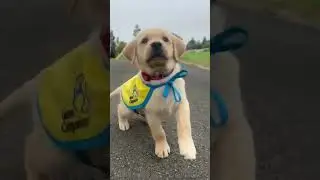 Puppy Golden shines gold | Canine Companions #shorts #shortsvideos #puppy