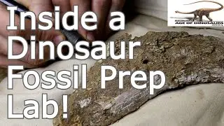 Earth Science Week: Inside a Dinosaur Prep Lab