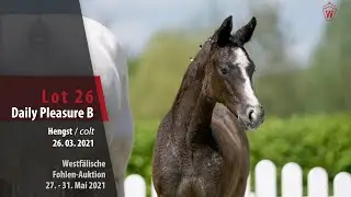 Westf&auml;lische Online Auktion-Fohlen Lot 26 Daily Pleasure B Hengst v. Durantos RR - Cornado II
